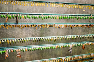 Butterfly pupae on racks in a butterfly garden