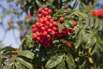 Mountain ash or rowan (Sorbus aucuparia)