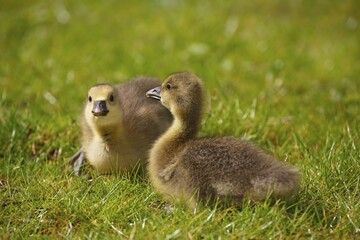 Greylag goose (Anser anser), two chicks sitting in meadow, Schleswig-Holstein, Germany, Europe