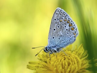 Common blue butterfly (Polyommatus icarus) on blossom of Dandelion (Taraxacum officinale), Lower Rhine, North Rhine-Westphalia