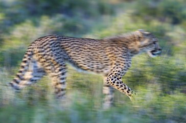 Cheetah (Acinonyx jubatus), subadult female, walking during the rainy season in green surroundings, blurred effect by panning the camera, Kalahari Desert, Kgalagadi Transfrontier Park, South Africa, Africa