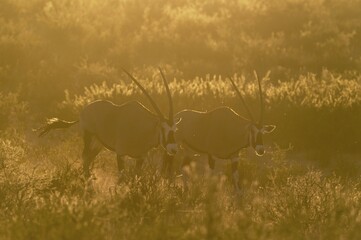 Gemsbok (Oryx gazella), early morning light, Kalahari Desert, Kgalagadi Transfrontier Park, South...