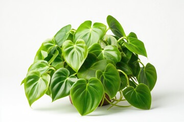 Obraz premium A small potted plant with lush green leaves sitting on a white surface