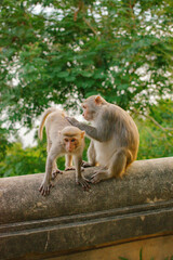Obraz premium Two monkeys sitting on a railing, grooming each other with trees in the background
