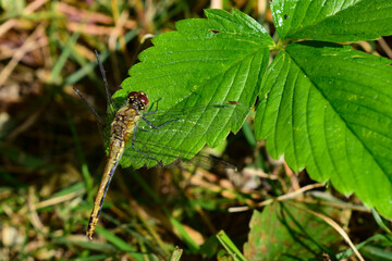 Close-up of a dragonfly resting on a strawberry leaf