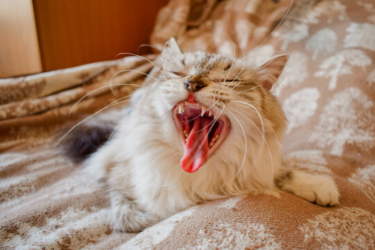 Fluffy cat close-up lying on the couch with mouth wide open, showing teeth - Powered by Adobe