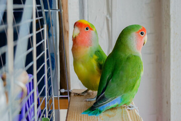 Two parrots sitting on a perch and looking out the window