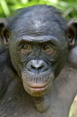 Bonobo (Pan paniscus), portrait, Lola ya Bonobo Sanctuary, Kimwenza, Mont Ngafula, Kinshasa, Democratic Republic of the Congo