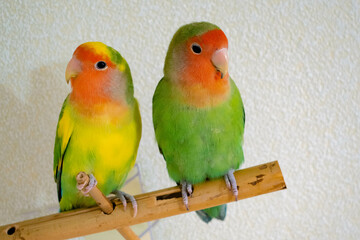 Two green lovebirds sitting on a perch and looking at the camera
