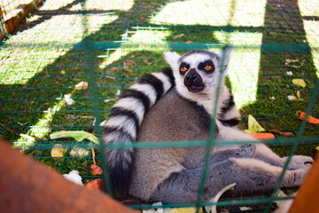 Lemur in the zoo sitting and looking surprised to the side