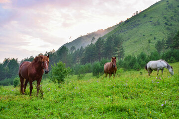 Obraz premium Three horses standing in the grass against mountains and a sunset