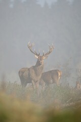 Red Deer (Cervus elaphus) in fog, Unterallgaeu, Allgaeu, Bavaria, Germany, Europe