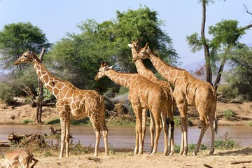 Reticulated giraffes or Somali giraffes (Giraffa reticulata camelopardalis) by river, Samburu National Reserve, Kenya, Africa © Erich Schmidt/imageBROKER