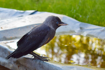 Small crow sitting by a puddle on a summer day
