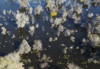 Dead Mopane Trees (Colophospermum mopane) in a freshwater marsh, aerial view, Okavango Delta, Botswana, Africa