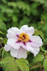 Obraz premium Peony (Paeonia) flower