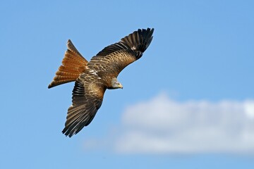 Red kite (Milvus milvus) flying, Germany, Europe