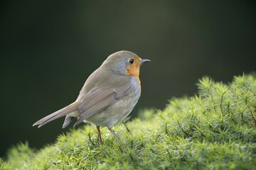 Robin or European Robin (Erithacus rubecula), Emsland, Lower Saxony, Germany, Europe