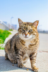 Fototapeta premium Street Cat in Istanbul on a Sunny Day Looking at the Camera