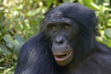 Bonobo (Pan paniscus), portrait, Lola ya Bonobo Sanctuary, Kimwenza, Mont Ngafula, Kinshasa, Democratic Republic of the Congo