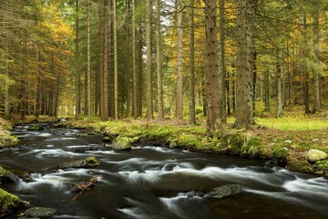 Kleiner Regen river, autumn, Bavarian Forest National Park, near Fraunau, Bavaria, Germany, Europe