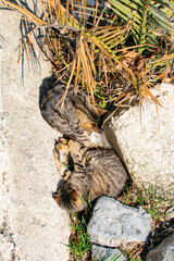 Cats Sunbathing on Stones in Istanbul