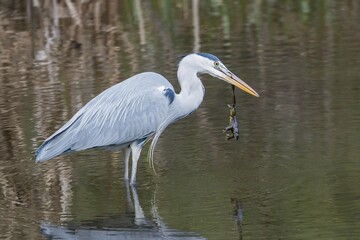 Grey Heron (Ardea cinerea) with Common Toad prey (Bufo bufo), Hesse, Germany, Europe