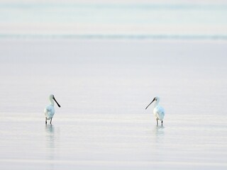 Two Common spoonbills (Platalea leucorodia), standing in shallow water, Texel, North Holland, Netherlands