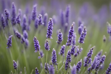 Obraz premium Detailed macro of a lavender flower (Lavandula angustifolia), showing the tiny purple buds and soft, velvety texture of the petals, AI generated