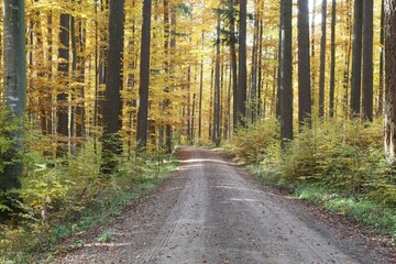 Obraz premium Colourful autumnal forest, Unterallgaeu, Allgaeu, Bavaria, Germany, Europe