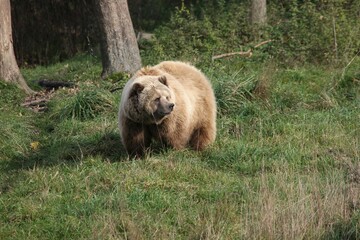 Brown Bear (Ursus arctos), in an enclosure, Germany, Europe