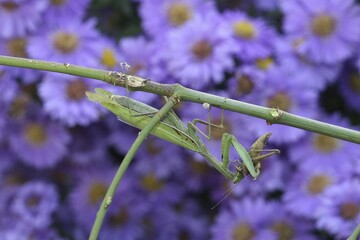 Praying mantis (Mantis religiosa) feeding on grasshopper, Hungary, Europe