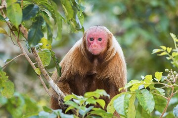 Red Bald-headed Uakari, also known as British Monkey (Cacajao calvus rubicundus), Amazonas State,...