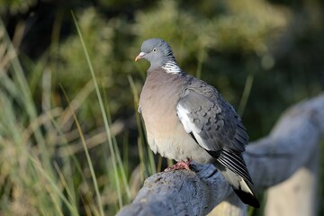 Common wood pigeon (Columba palumbus) on a log, Texel, North Holland, Netherlands