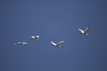 Common spoonbills (Platalea leucorodia) in flight, Holland, Netherlands