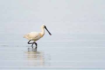 Common spoonbill (Platalea leucorodia), strides through shallow water, Texel, North Holland, Netherlands