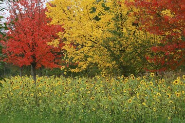 Sunflowers (Helianthus annuus) and maples (Acer sp.) in red and yellow autumn colours,...