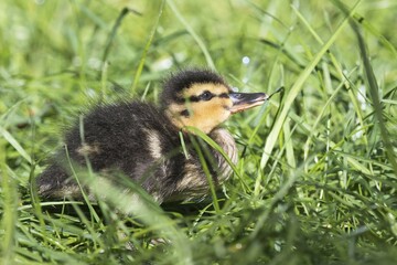 Mallard (Anas platyrhynchos), chick in grass, Emsland, Lower Saxony, Germany, Europe