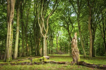 Beech primeval forest with deadwood, evening mood, Jasmund National Park, Island of Rügen,...