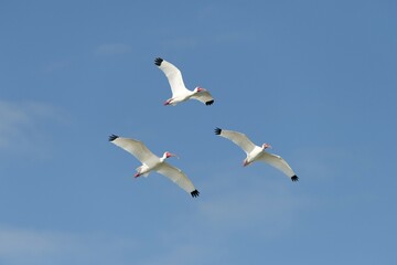 White Ibis (Eudocimus albus) in flight, Florida, USA, North America