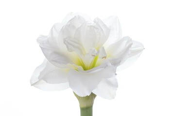 Amaryllis (Hippeastrum sp.), white flowers