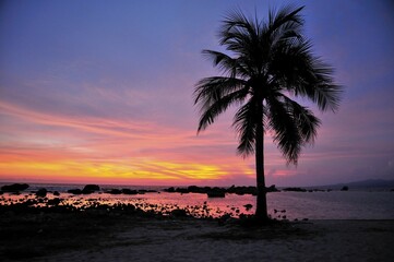 Obraz premium Palm in last evening light, Playa Ancon beach, near Trinidad, Cuba, Caribbean, Central America