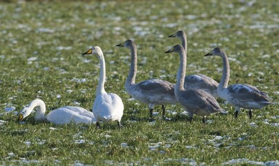 Whooper swans (Cygnus cygnus), adult and juveniles, in meadow with hoarfrost, Emsland, Lower Saxony, Germany, Europe