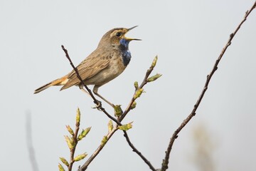 Bluethroat (Luscinia svecica) sitting on a branch, singing, Emsland, Lower Saxony, Germany, Europe