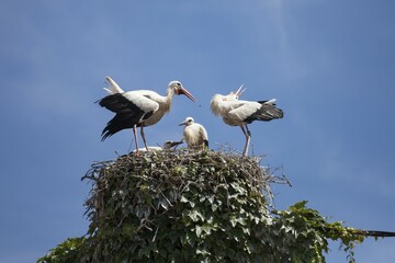 Storks with Young Birds in Eyrie, Animal Family, Tudela, Navarre Region, Spain, Europe