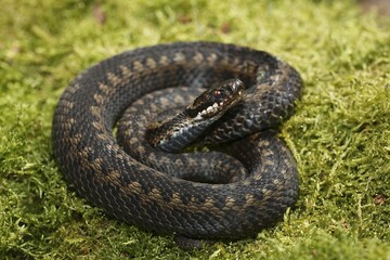 Common European viper (Vipera berus) sunbathing on moss, Schleswig-Holstein, Germany, Europe