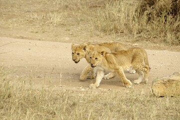 Two young lions (Panthera leo) in the Serengeti National Park at Seronera, Tanzania, Africa