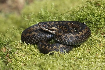 Common European viper (Vipera berus) sunbathing on moss, Schleswig-Holstein, Germany, Europe