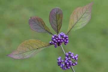 Bodinier's Beautyberry (Callicarpa bodinieri), Emsland, Lower Saxony, Germany, Europe