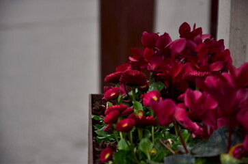 Fototapeta premium flowers in a window
